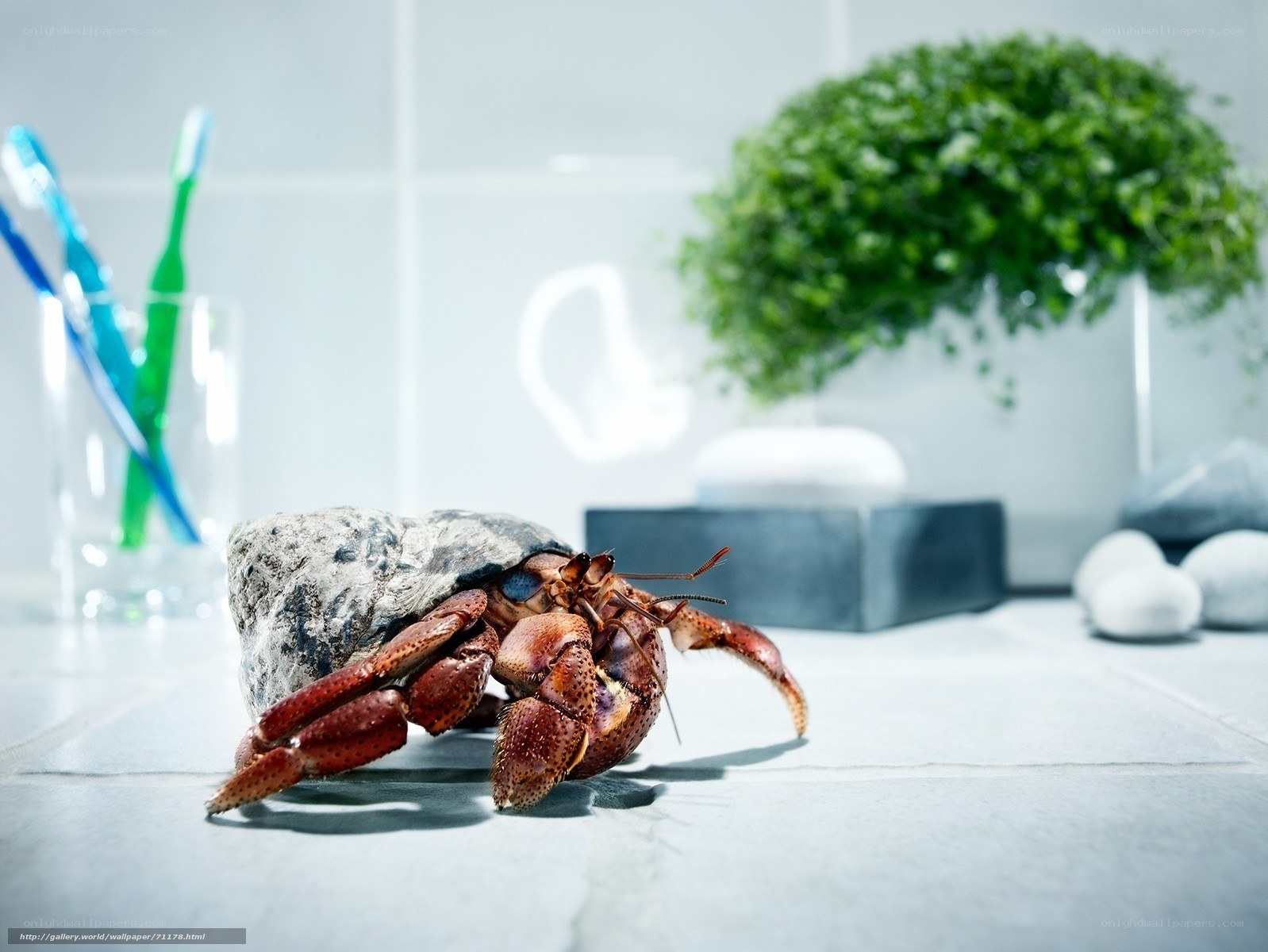 Hermit crab on bathroom counter