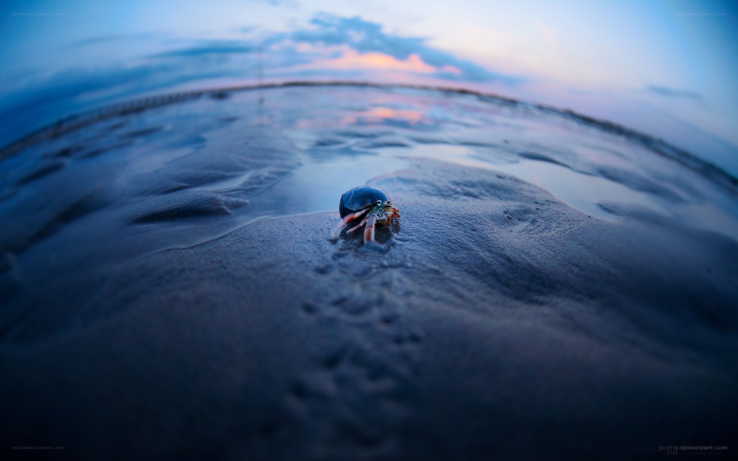 hermit crab on beach at dusk