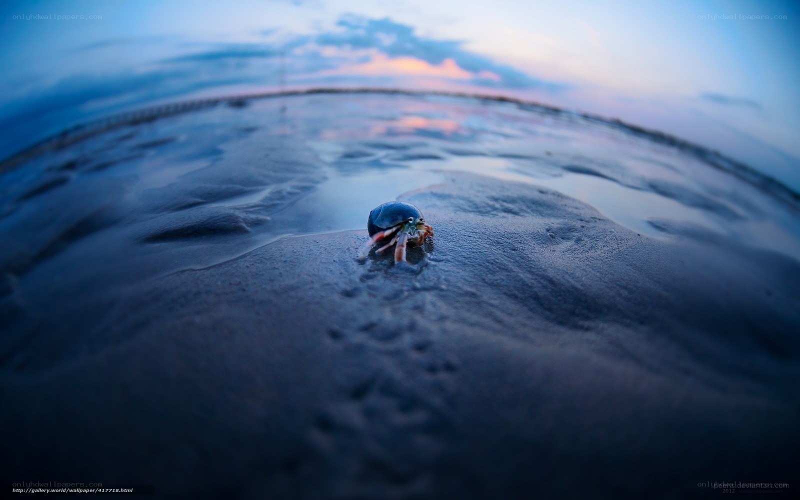 Hermit crab on beach at dusk