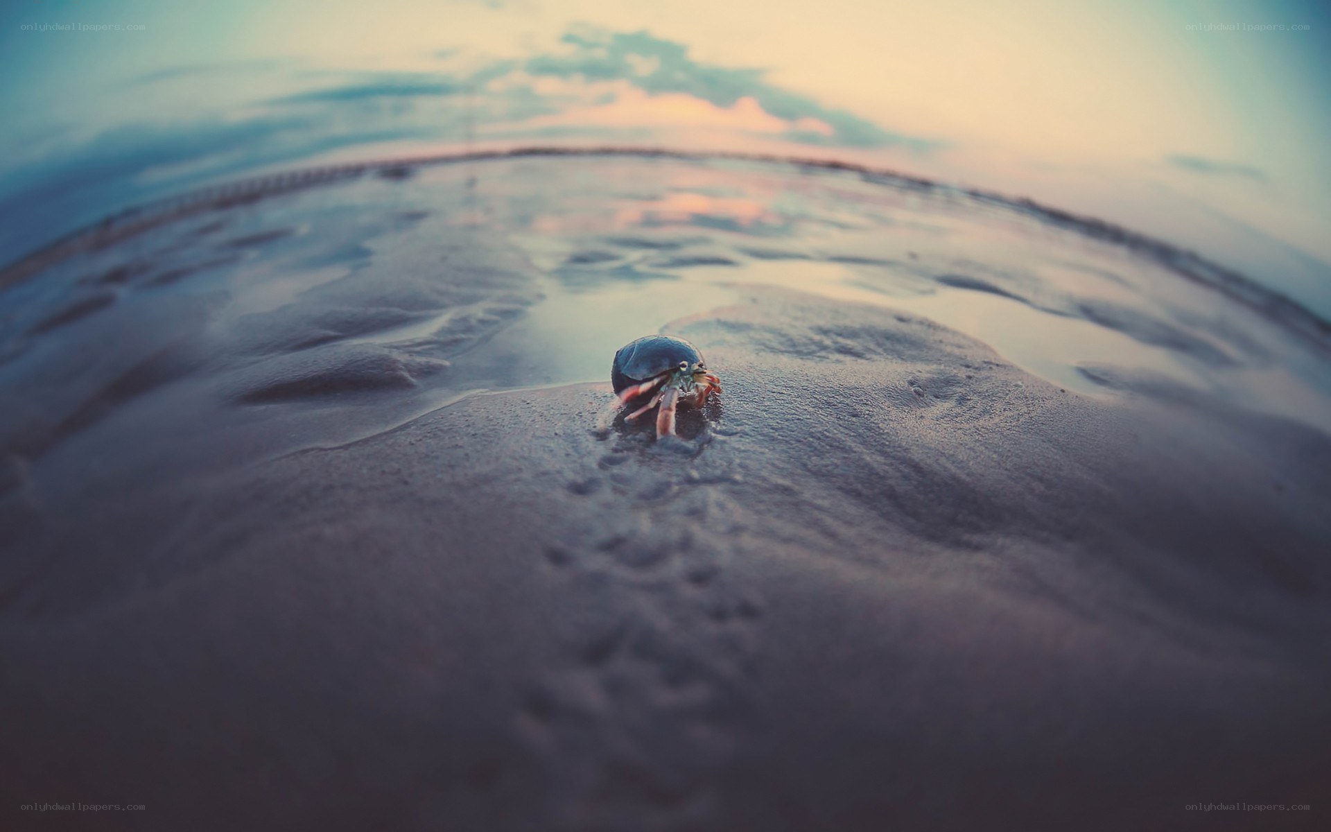 hermit crab on beach at sunset