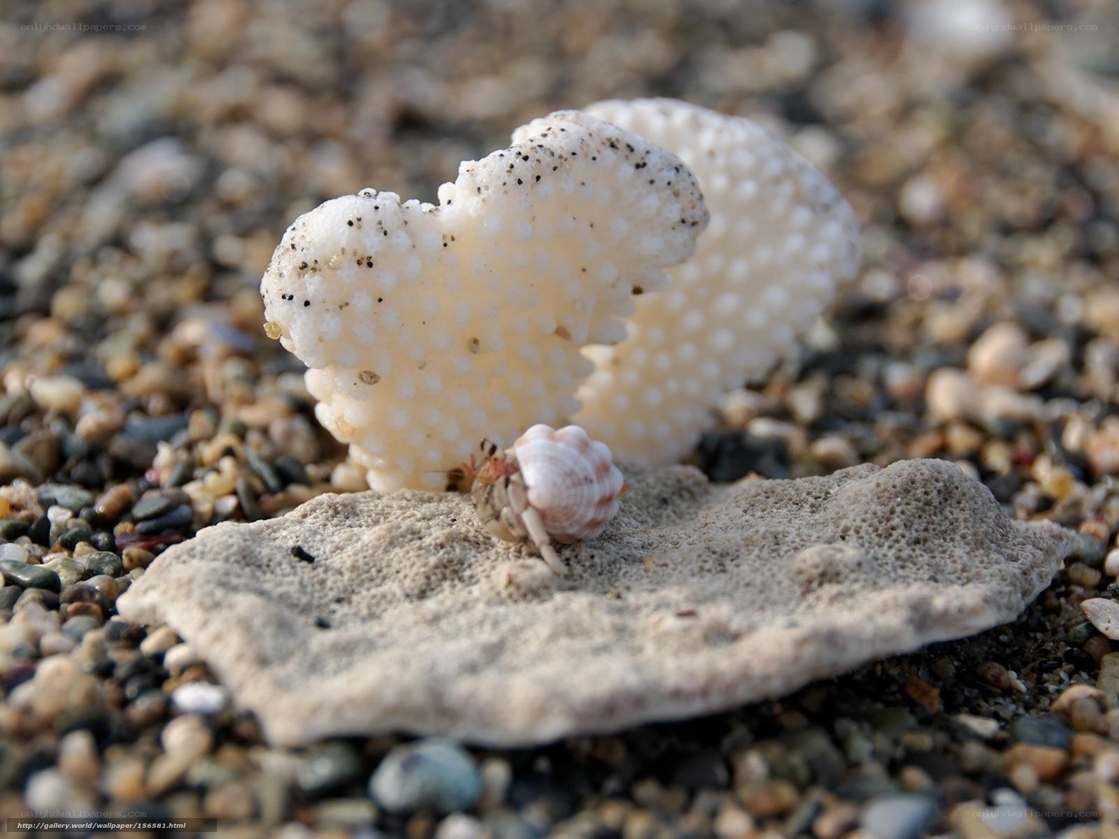 Hermit crab on beach debris
