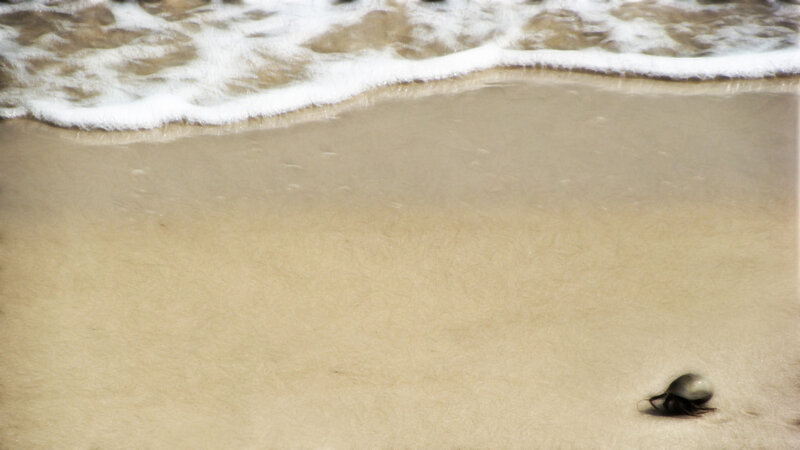 Hermit Crab on Beach
