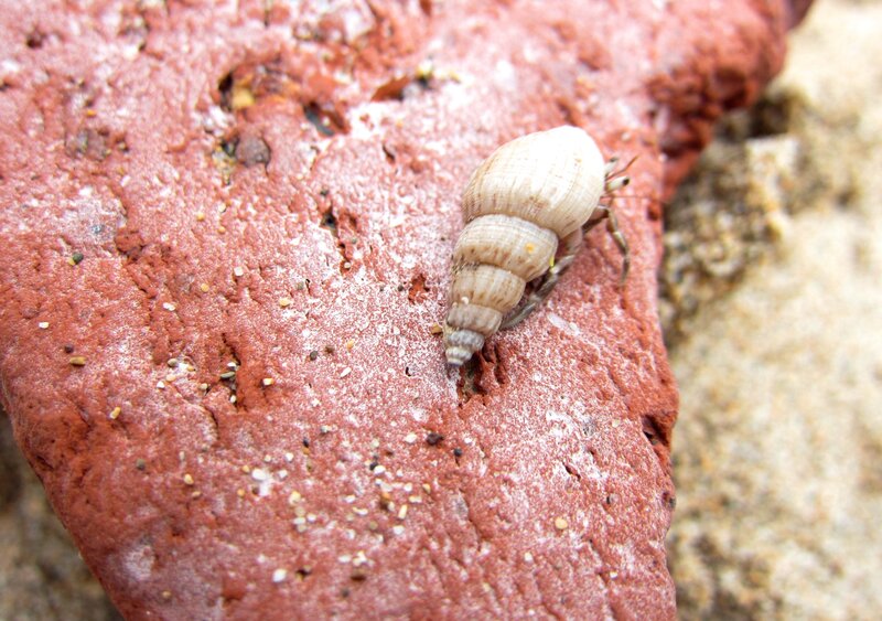 Hermit Crab on Brick