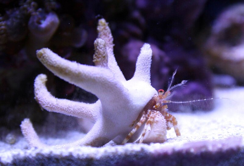 Hermit Crab on Coral