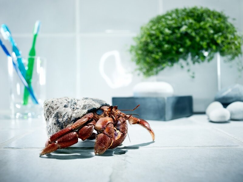 Hermit Crab on Countertop