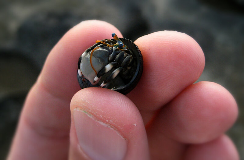 hermit crab on hand