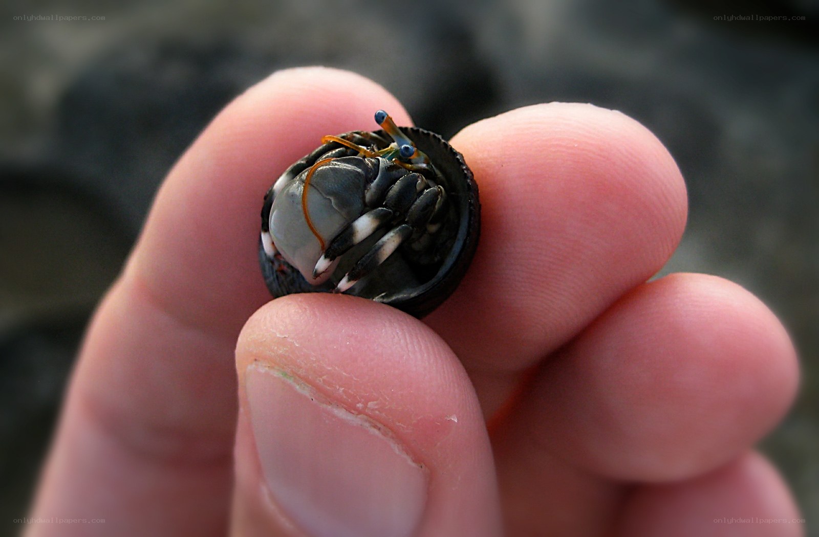 hermit crab on hand
