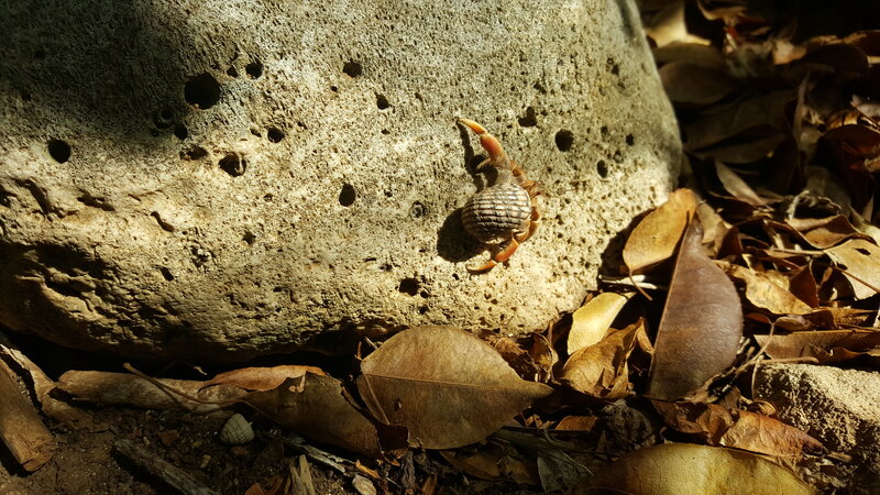 Hermit Crab on Rock — Brown