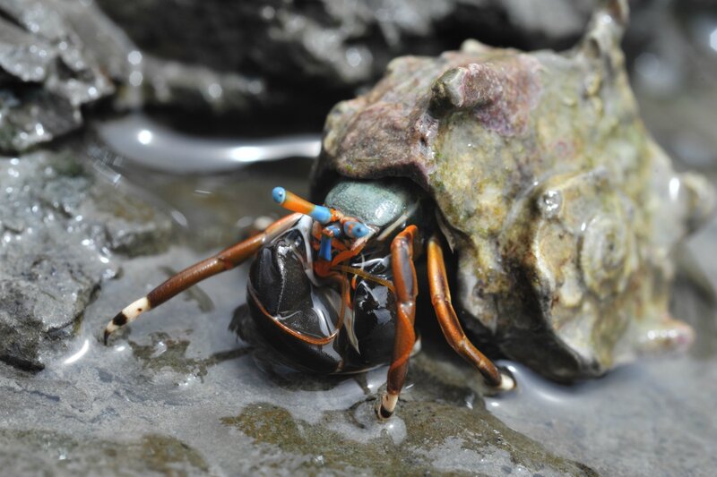 Hermit Crab on Rock — Gray