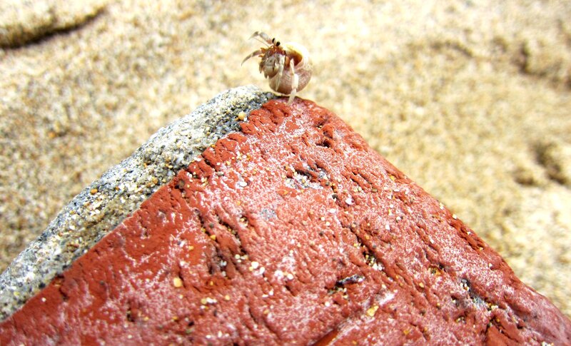 Hermit Crab on Rock