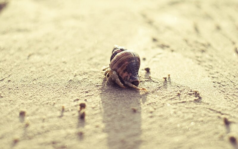 Hermit Crab on Sand — Beige, Calm