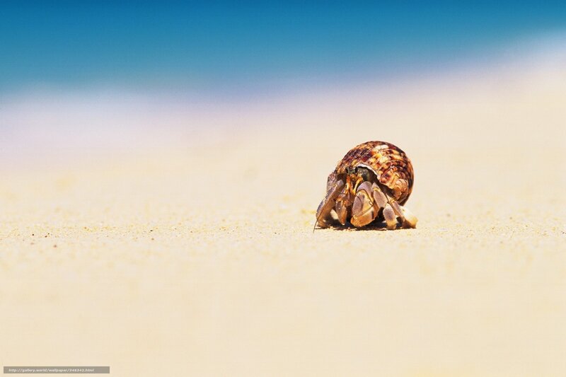 Hermit Crab on Sand — Blue