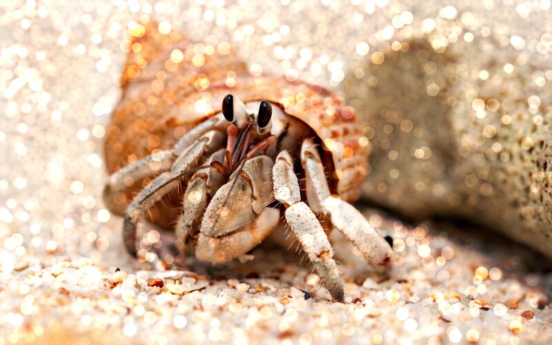 Hermit Crab on Sand