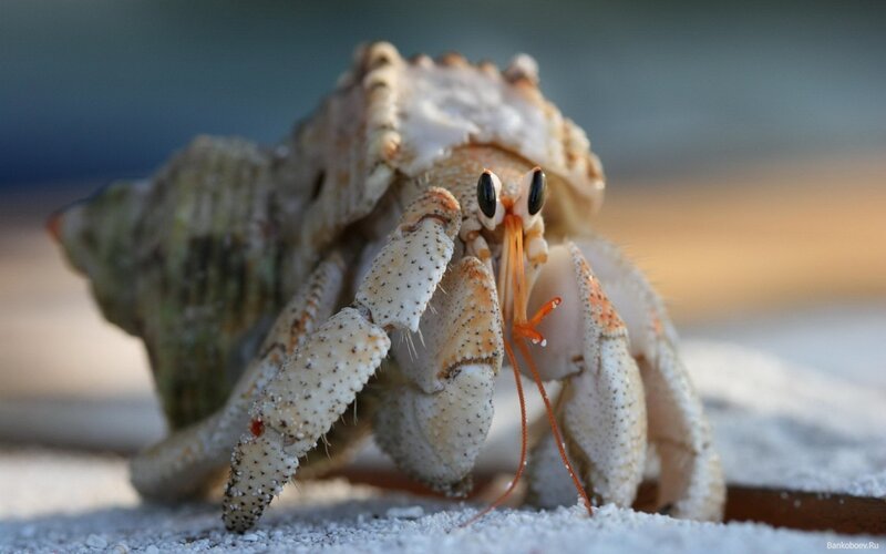Hermit Crab on Sand — White, Calm