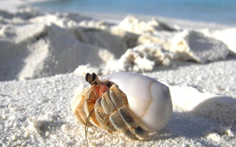 Hermit Crab on Sand — White, Serene, Afternoon, Photograph, Shell