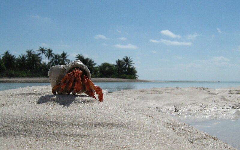 Hermit Crab on Sand — White, Serene, Afternoon