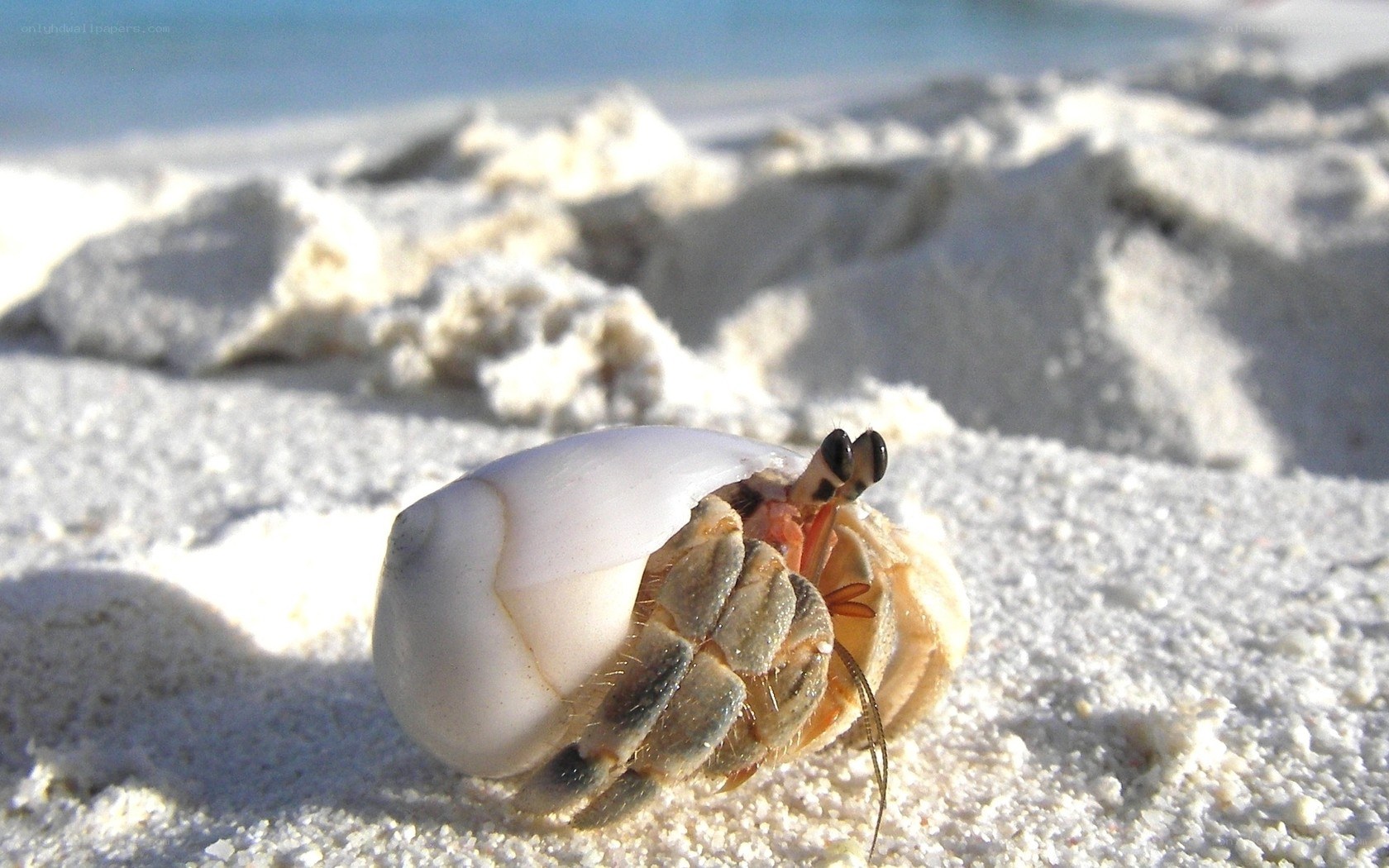 hermit crab on sandy beach