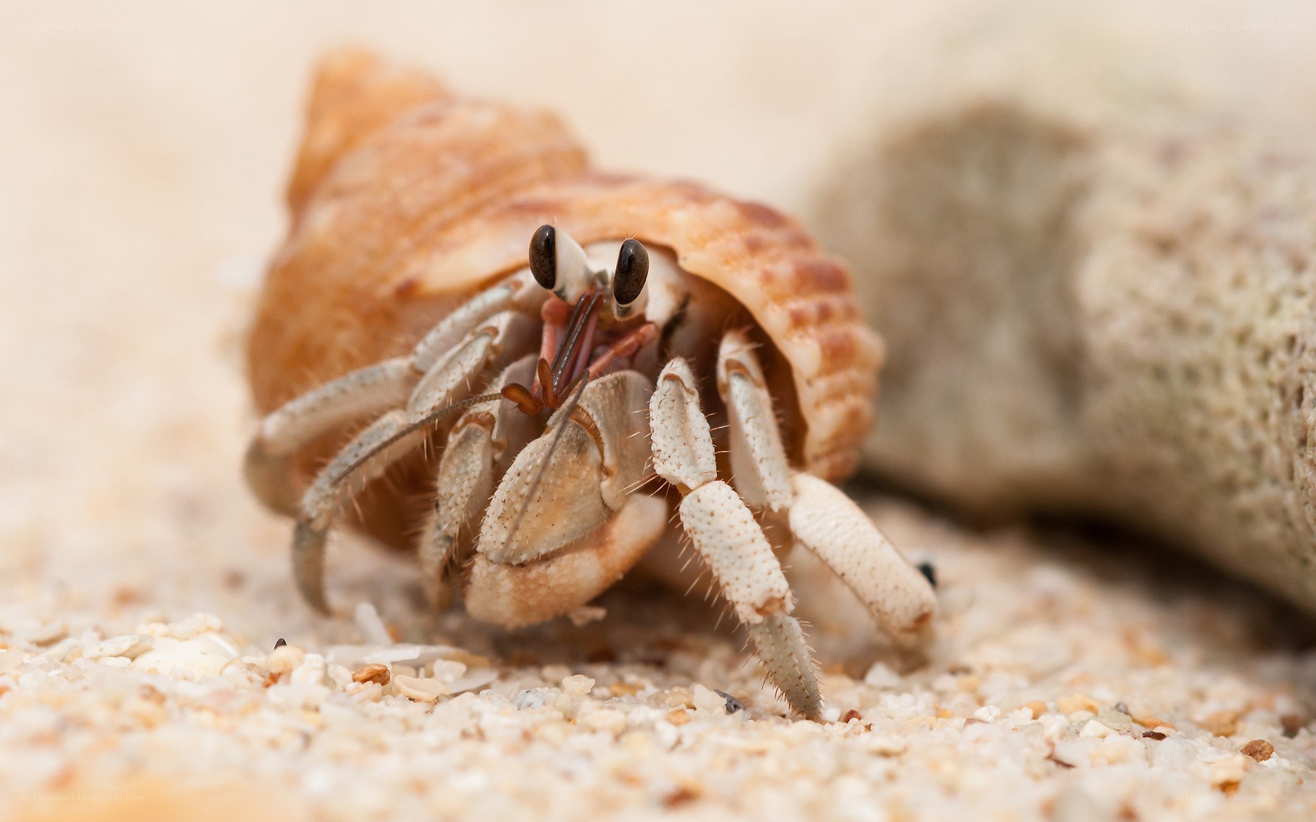 hermit crab on sandy beach