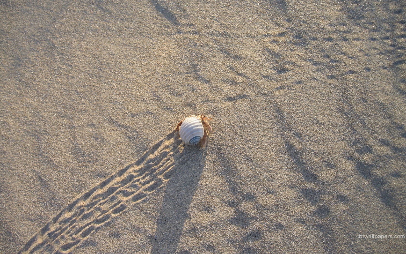 hermit crab on sandy beach