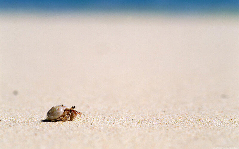 hermit crab on sandy beach