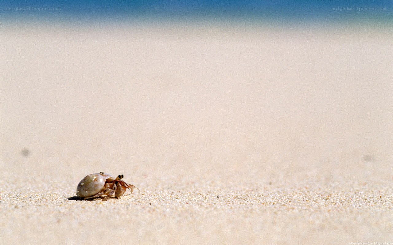 hermit crab on sandy beach