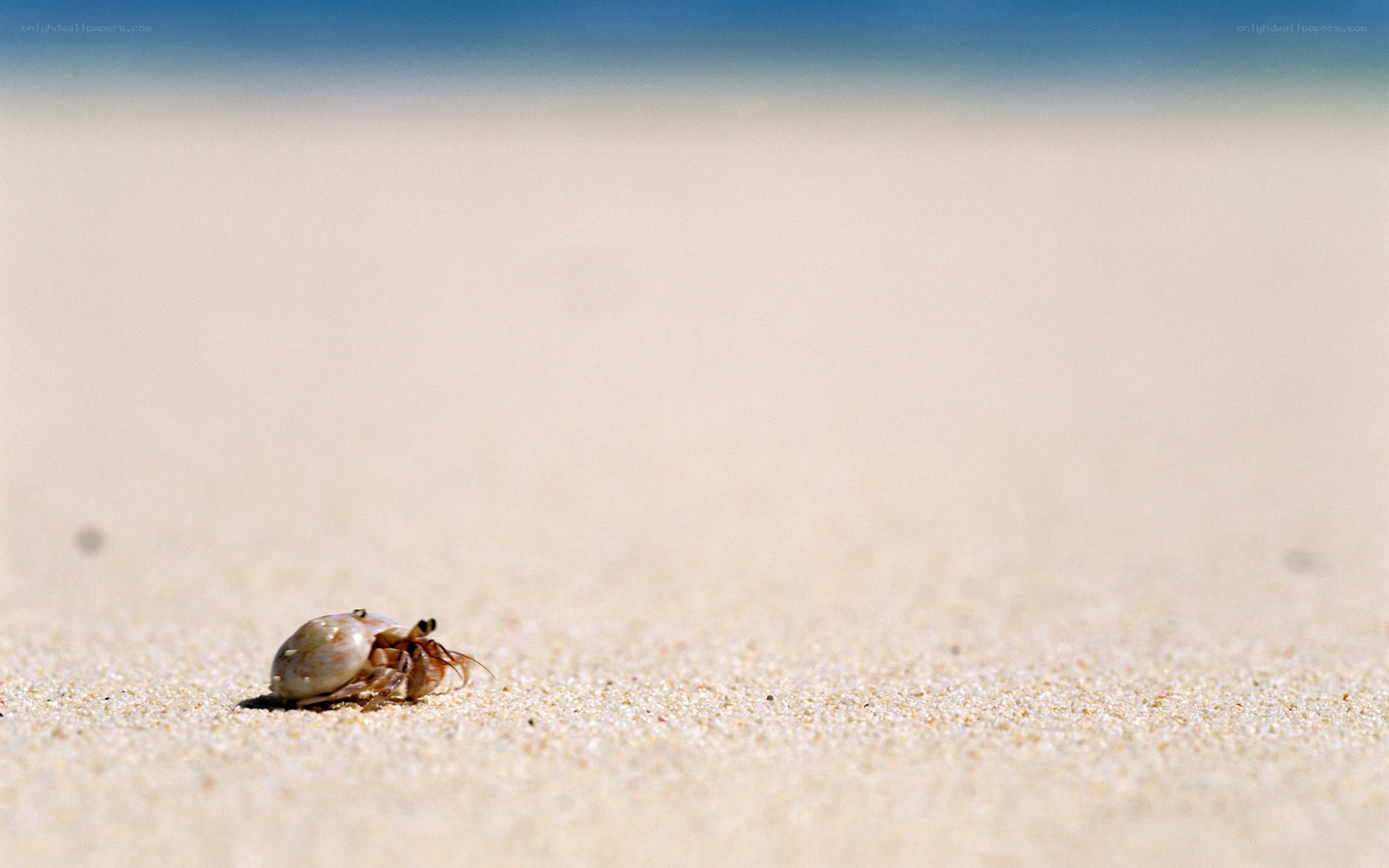 hermit crab on sandy beach