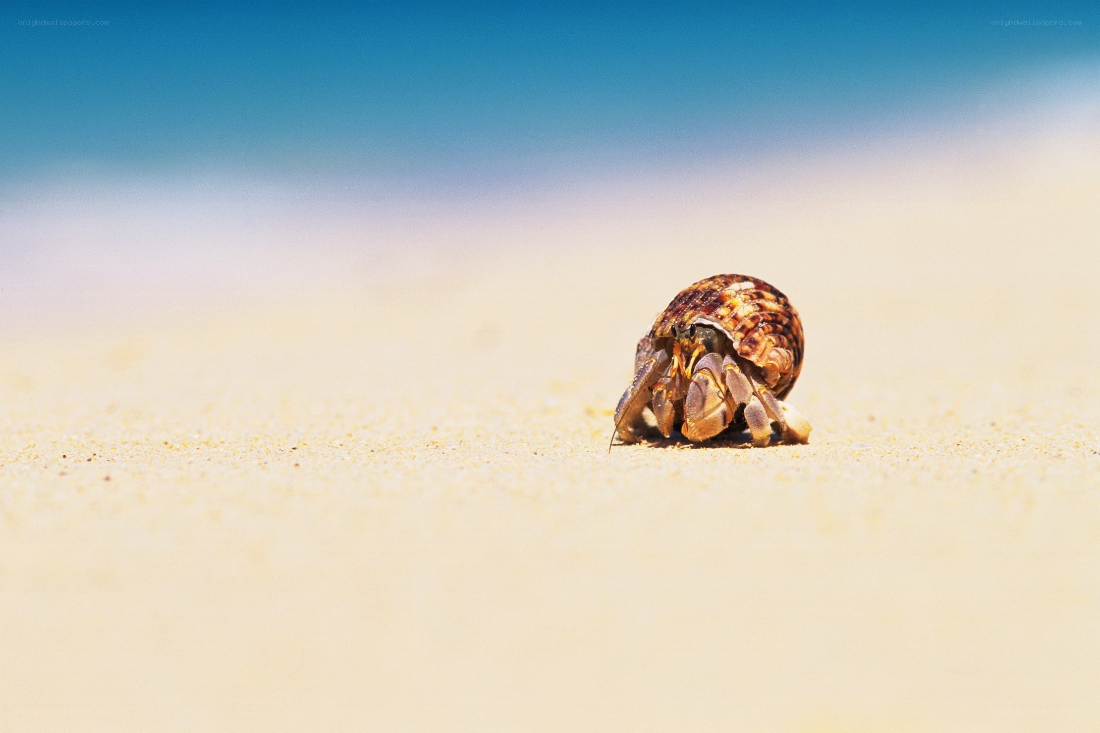 Hermit crab on sandy beach
