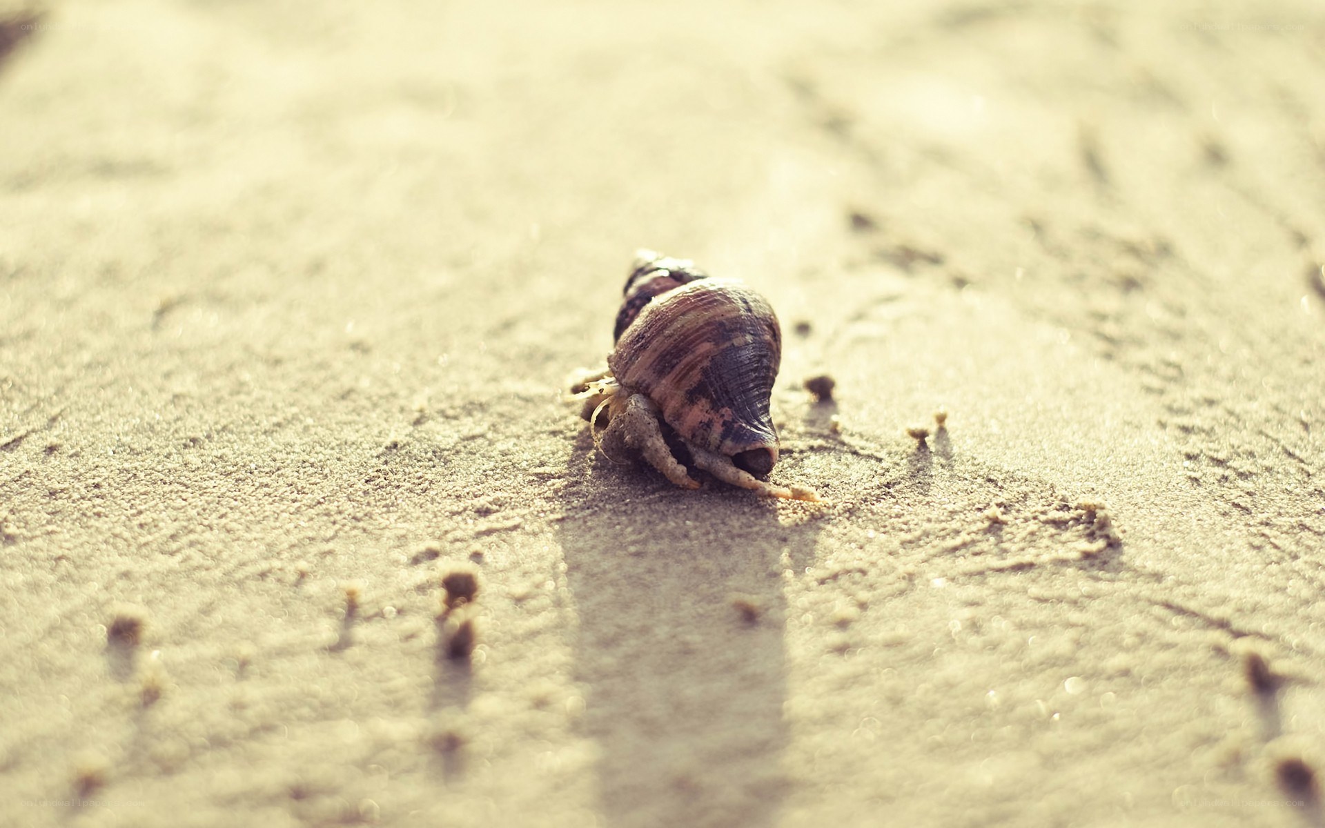 hermit crab on sandy beach
