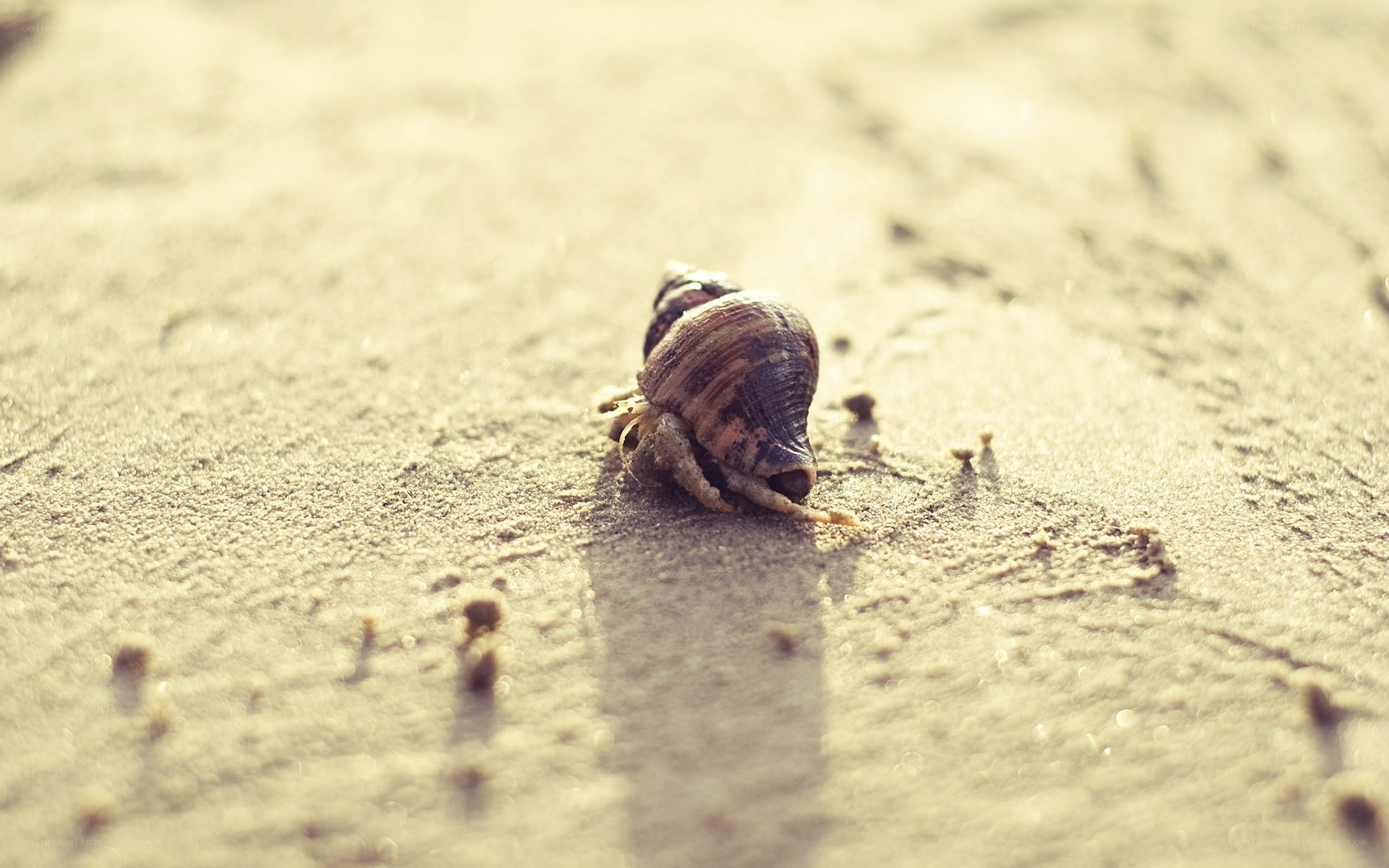 hermit crab on sandy beach