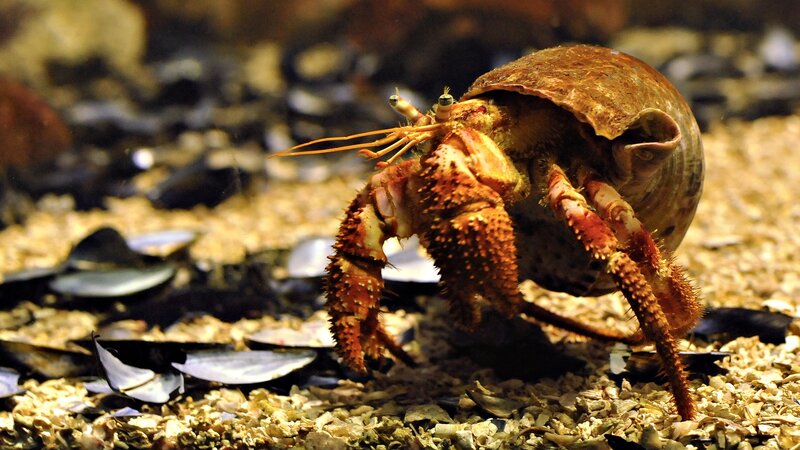 hermit crab on sandy ground