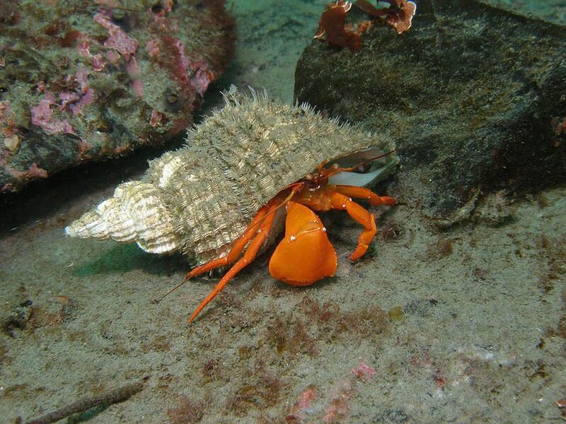 Hermit Crab on Seafloor
