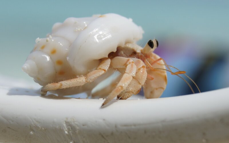 Hermit Crab on Shell — White, Calm