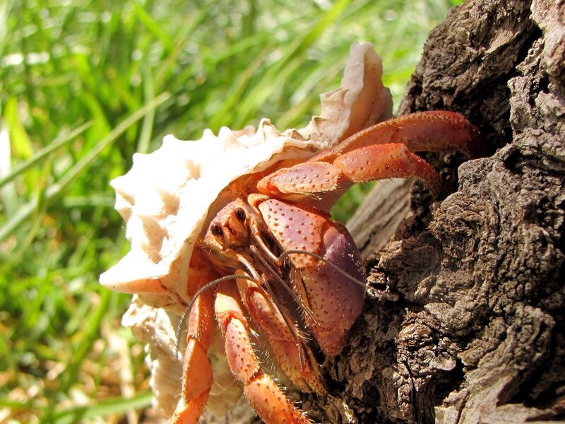 Hermit Crab on Tree