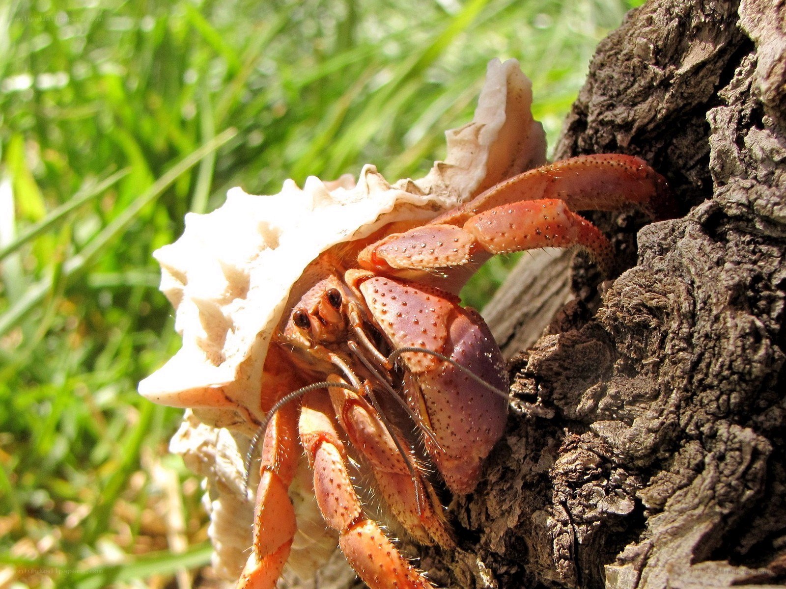 hermit crab on tree trunk