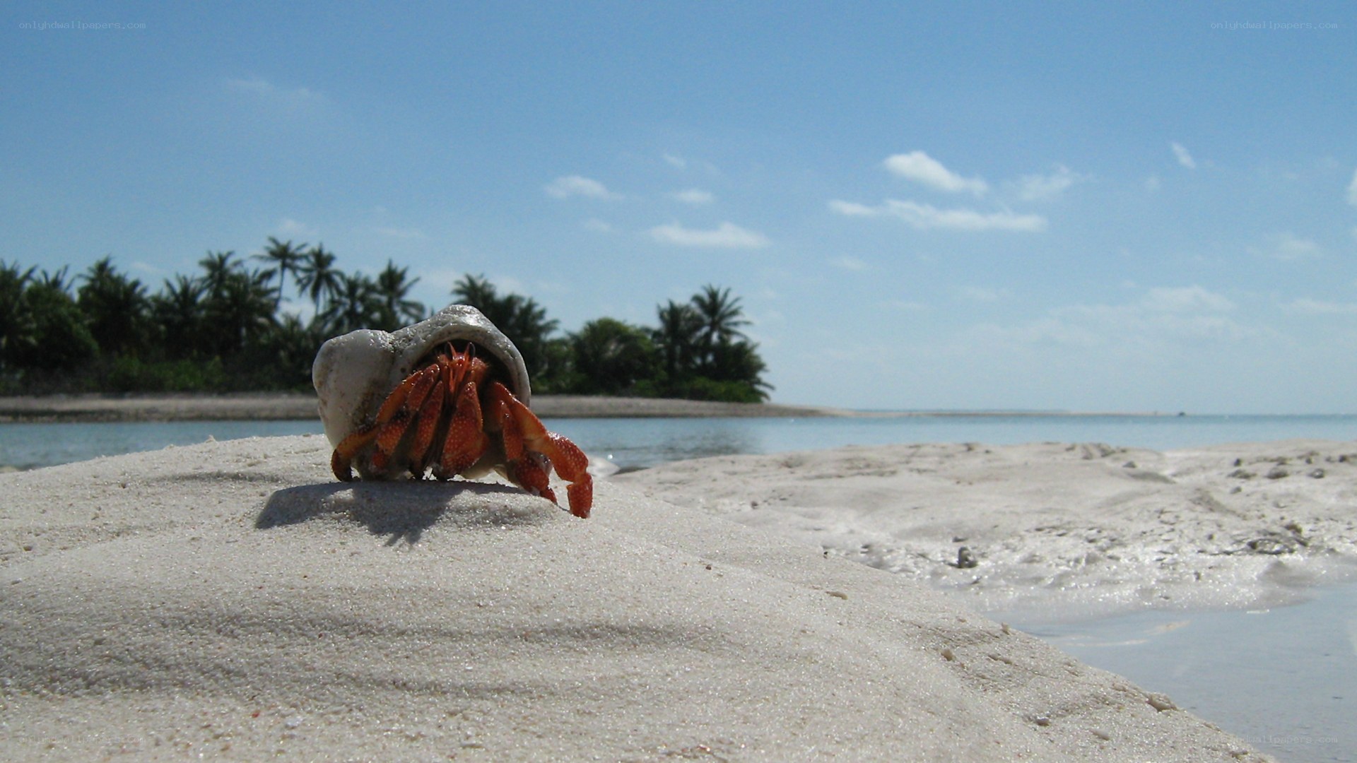 hermit crab on tropical beach