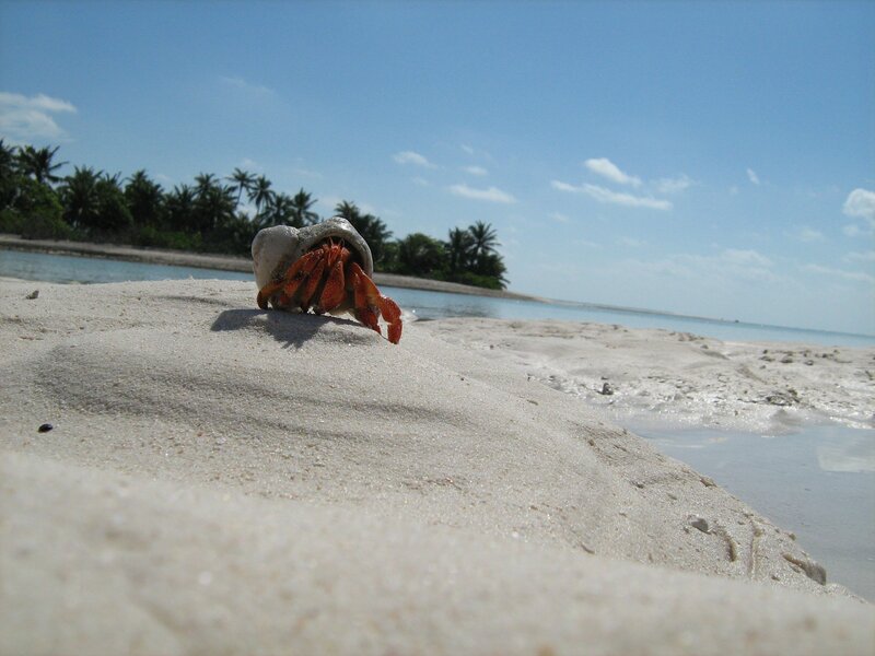 hermit crab on tropical beach