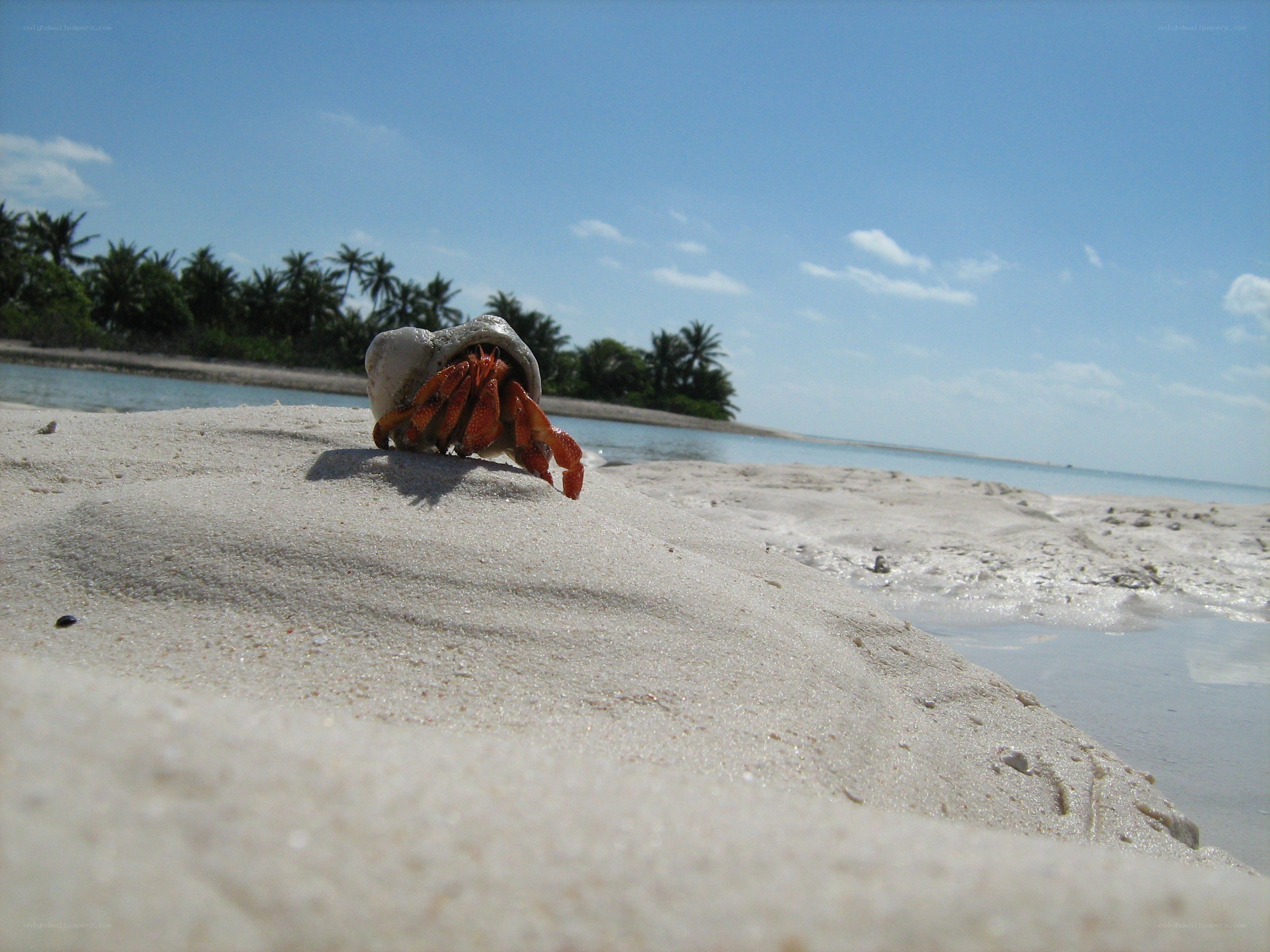 hermit crab on tropical beach