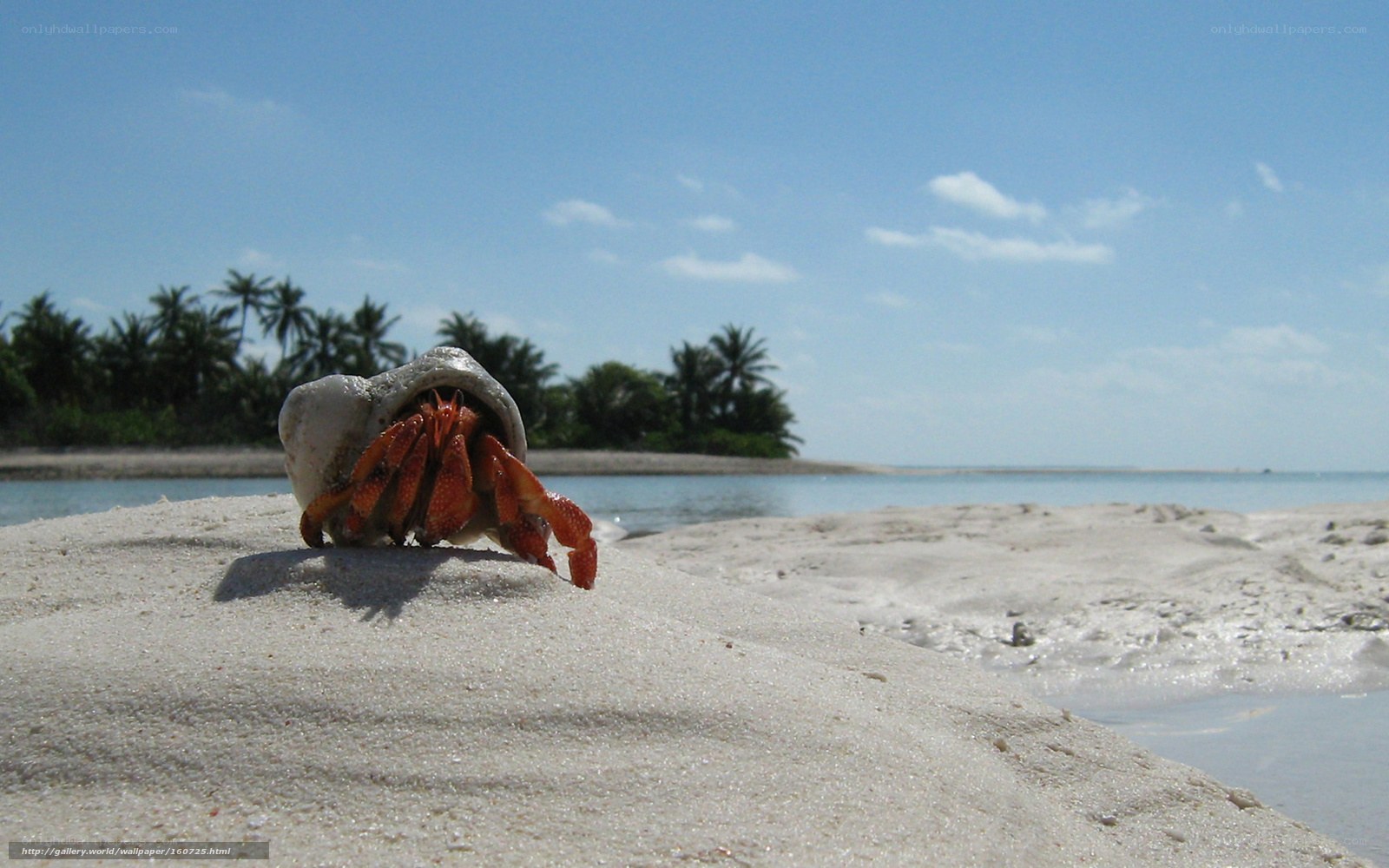 hermit crab on tropical beach