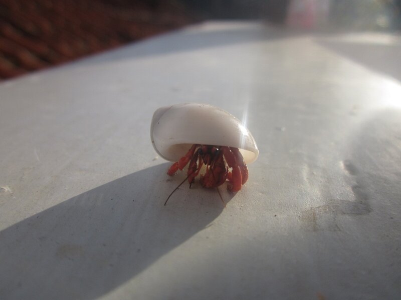Hermit Crab on White Surface