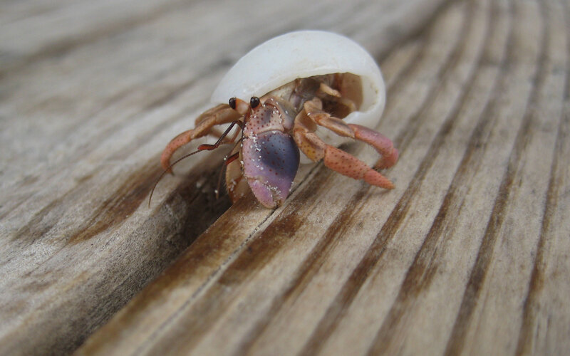 hermit crab on wood