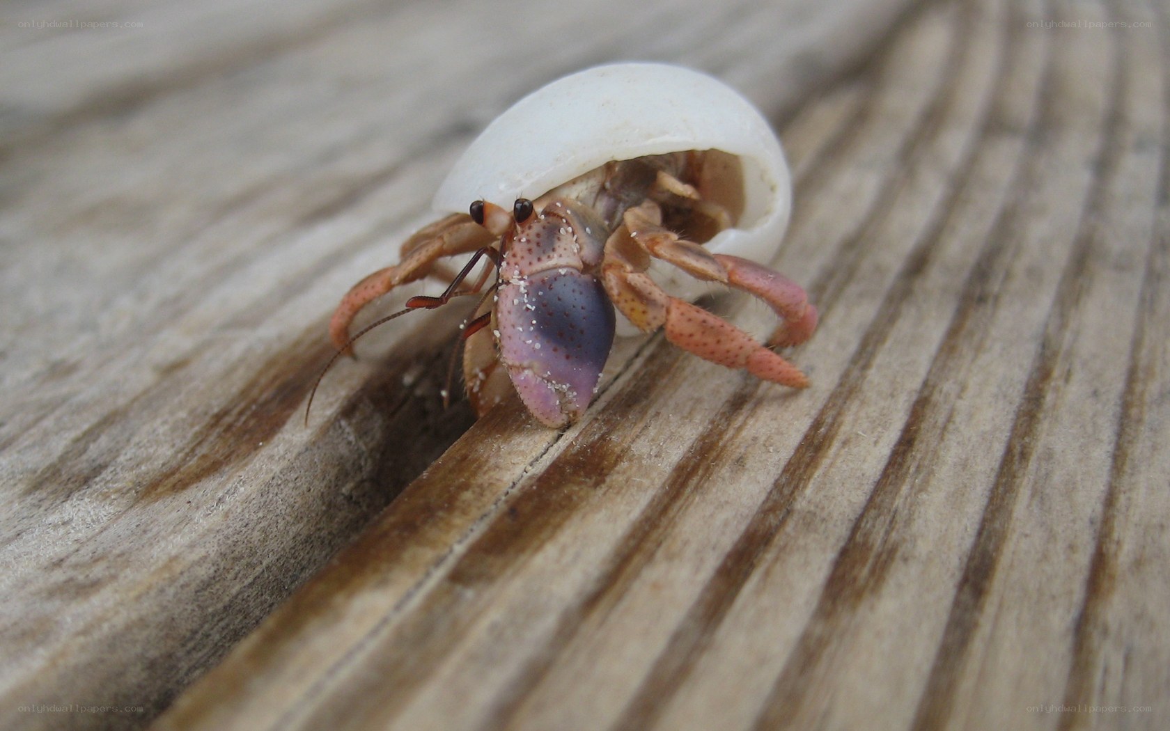 hermit crab on wood