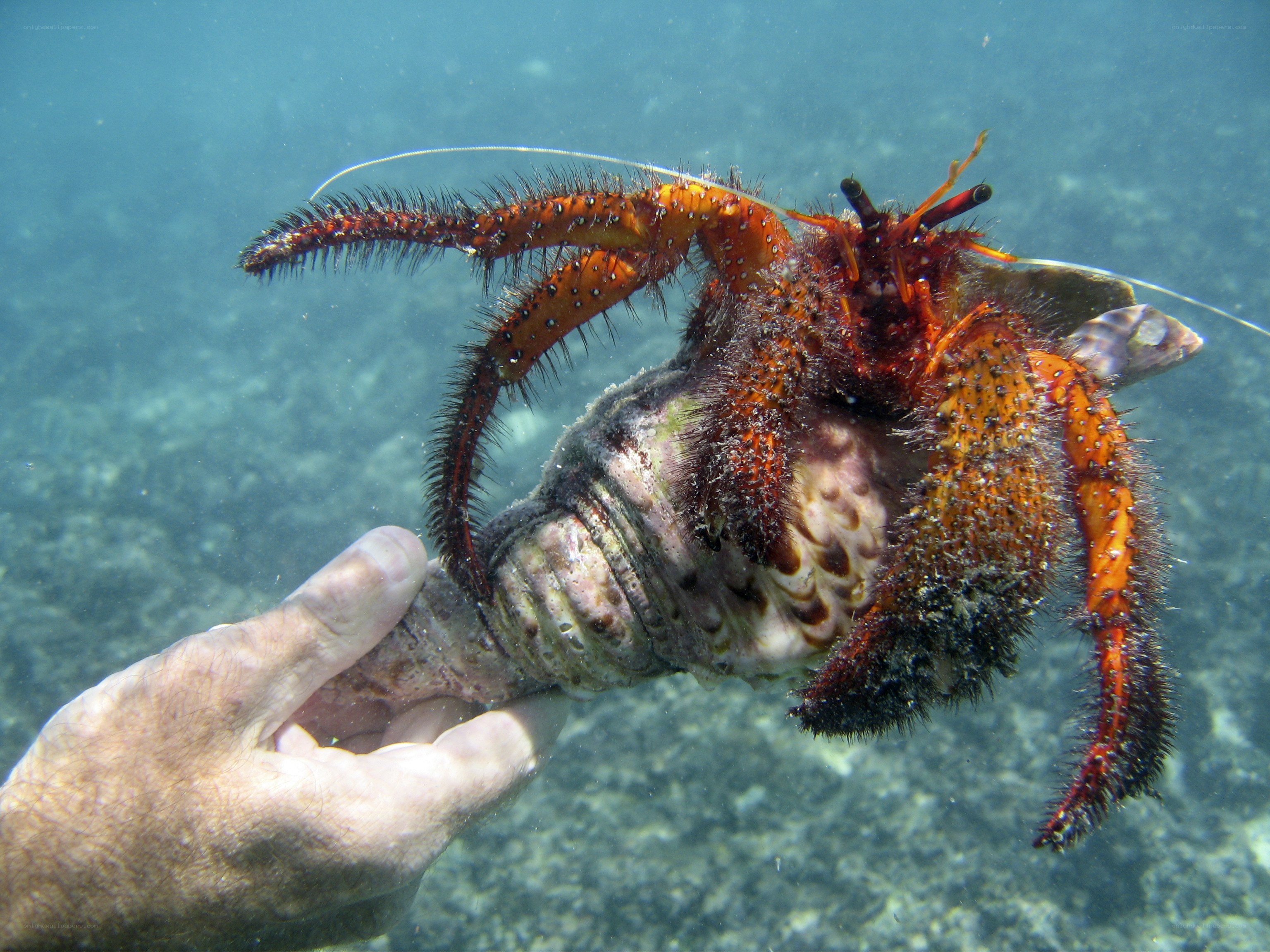 Hermit crab underwater
