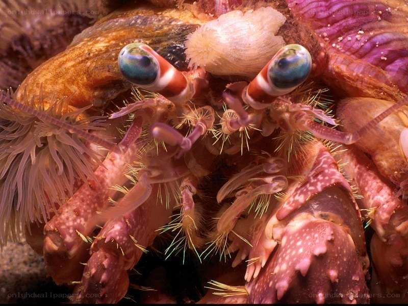 hermit crab with anemone