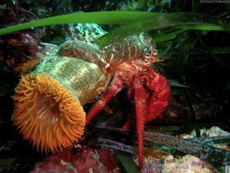 Hermit crab with sea anemone