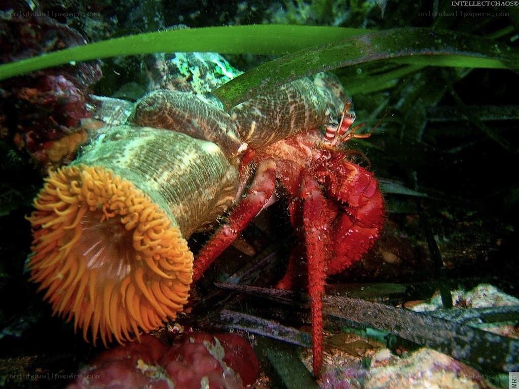 Hermit crab with sea anemone