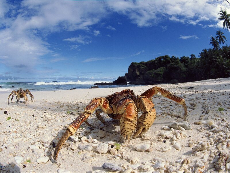 Hermit crabs on a tropical beach