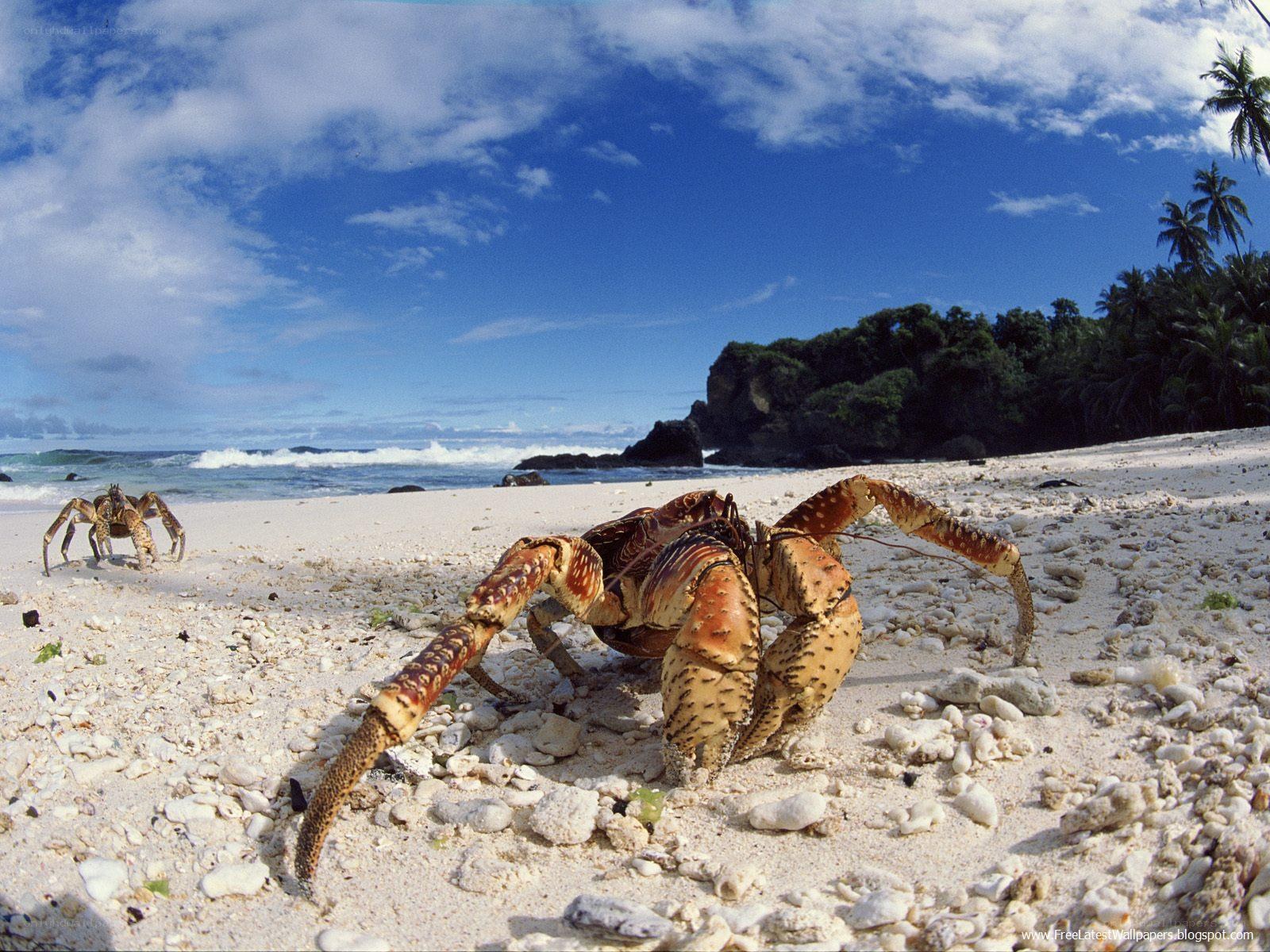 Hermit crabs on a tropical beach