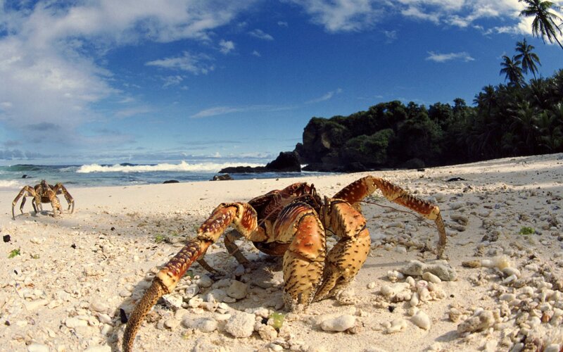 Hermit Crabs on Beach
