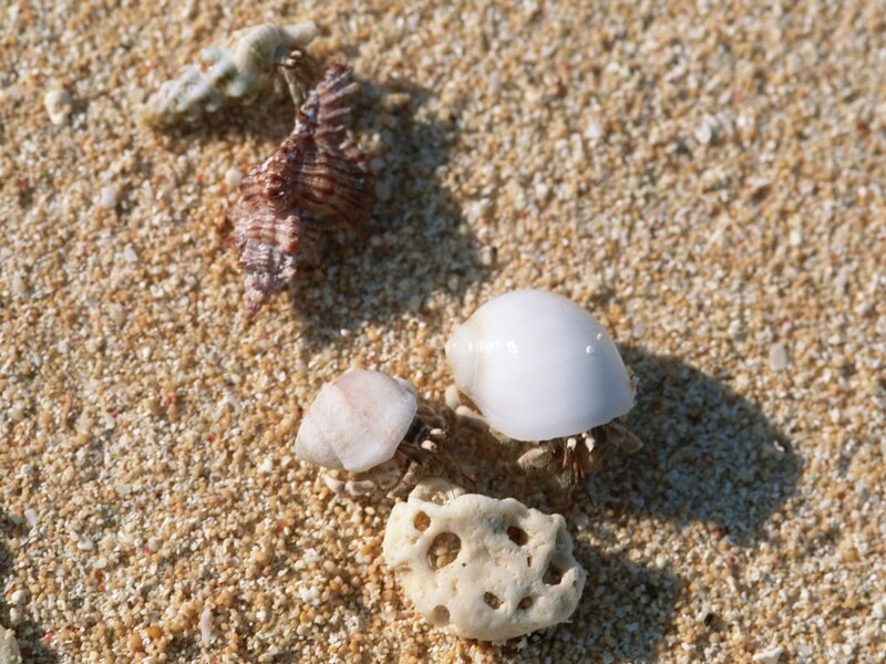 Hermit Crabs on Sand
