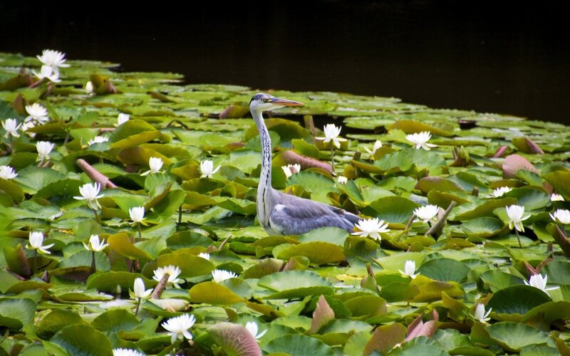 Heron among lily pads